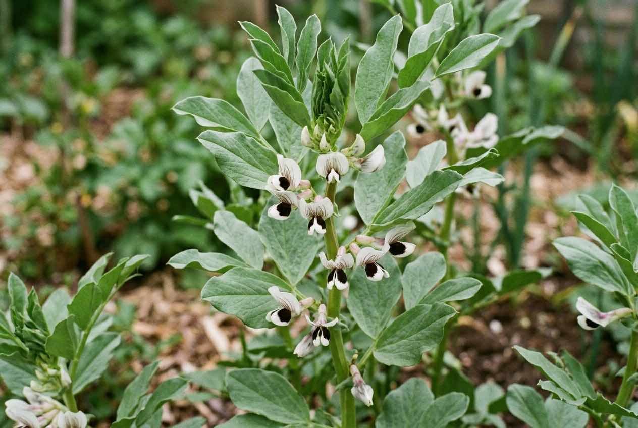 Mehrere reife, dunkelgrüne Ackerbohnen-Hülsen hängen an einem kräftigen Stängel im Gartenbeet