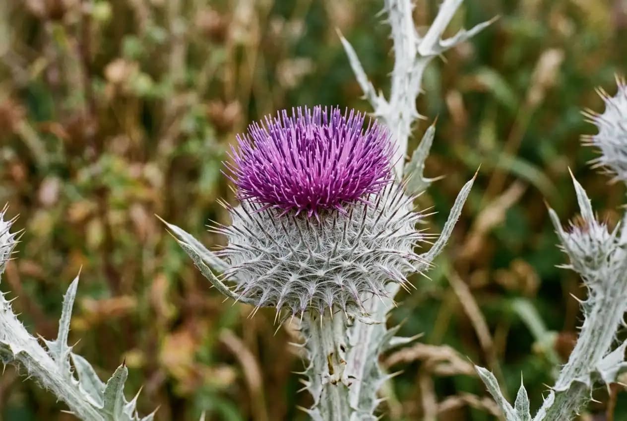 Nahaufnahme einer Eselsdistel-Blüte mit purpurroten Röhrenblüten und silberweiß bereiften Stacheln, grauer Hintergrund