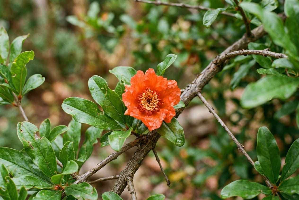 Einzelne leuchtend orange-rote Granatapfelblüte an einem Zweig mit glänzenden grünen Blättern, Nahaufnahme