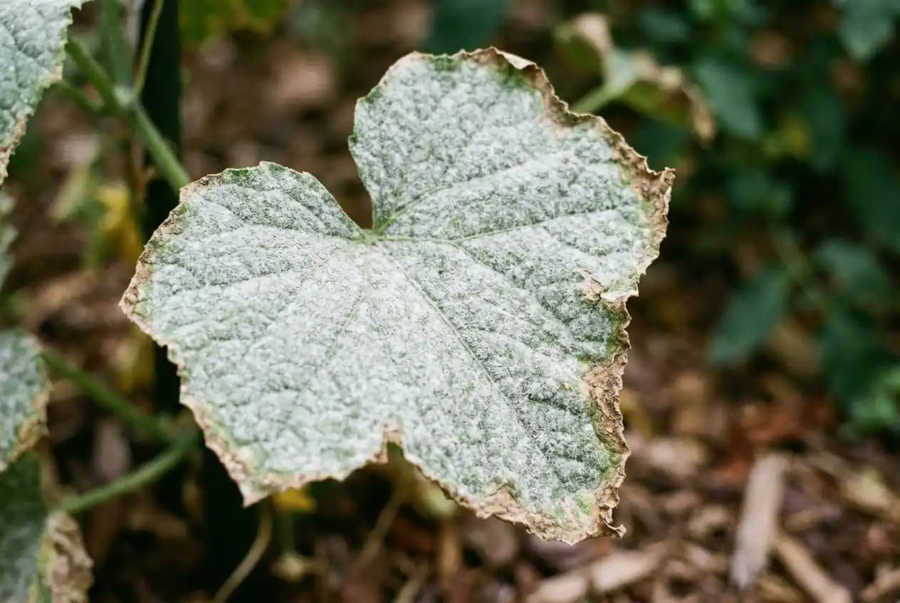 Gurkenblatt mit flächigem weißen Mehltaubelag auf der Blattoberseite, Ränder braun und eingerollt