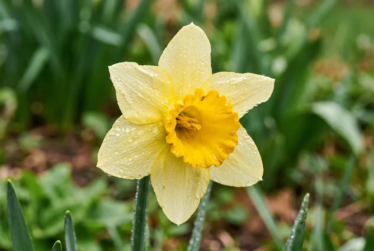 Mehrere leuchtend gelbe und weiße Narzissenblüten in einem Gartenbeet, im Frühling