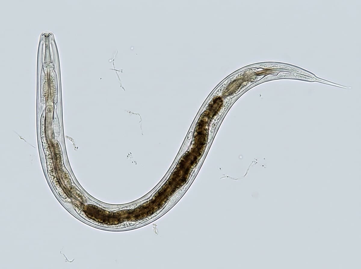 Nematoden im Garten: Schädlinge erkennen und bekämpfen