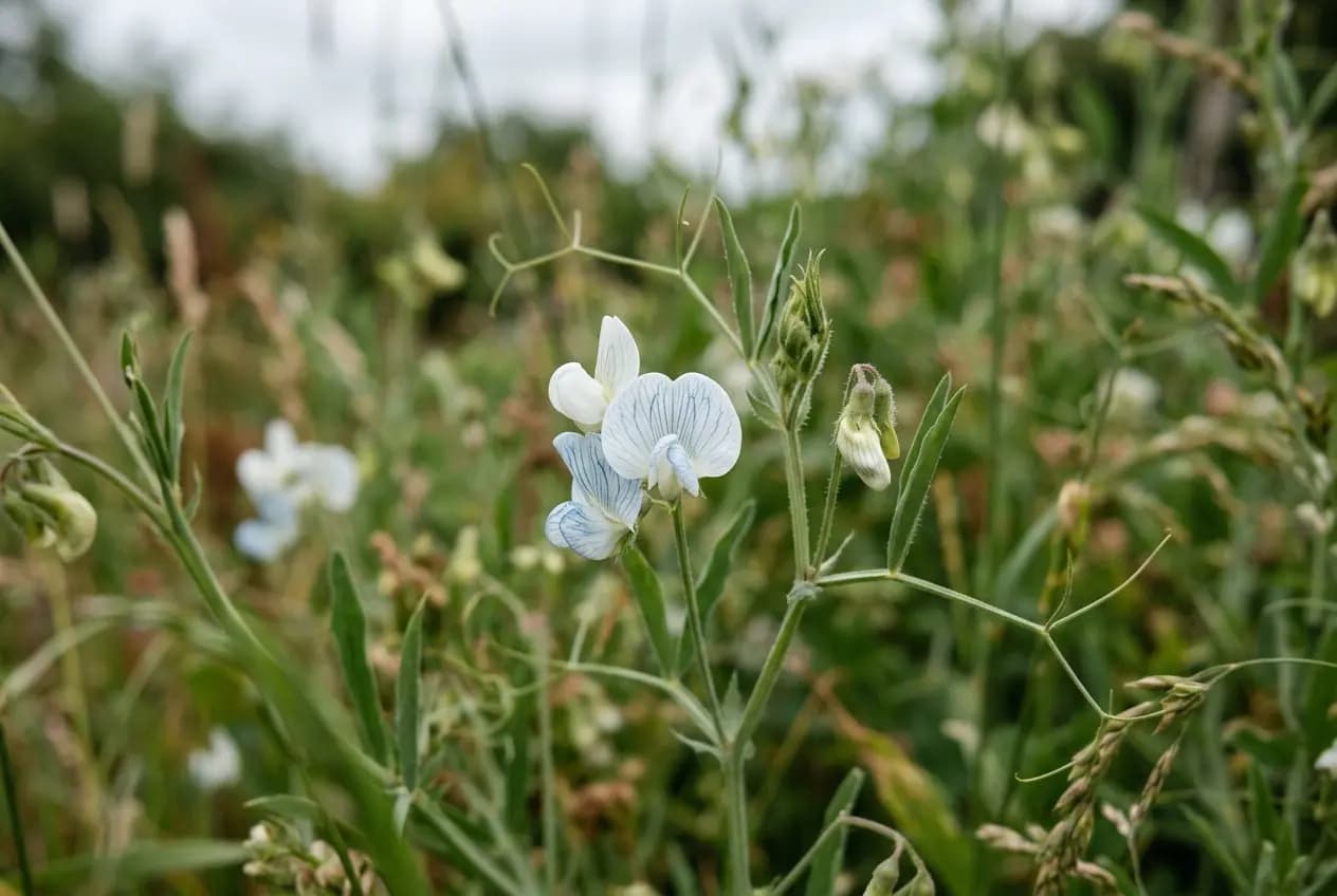 Nahaufnahme zarter weißer Schmetterlingsblüten der Saat-Platterbse mit feinen blauen Äderungen auf den Blütenblättern