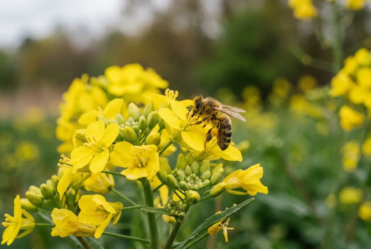 Nahaufnahme einer Honigbiene beim Sammeln von Pollen auf leuchtend gelben Rapsblüten, weich verschwommener grüner Hintergrund, natürliches Frühlingslicht