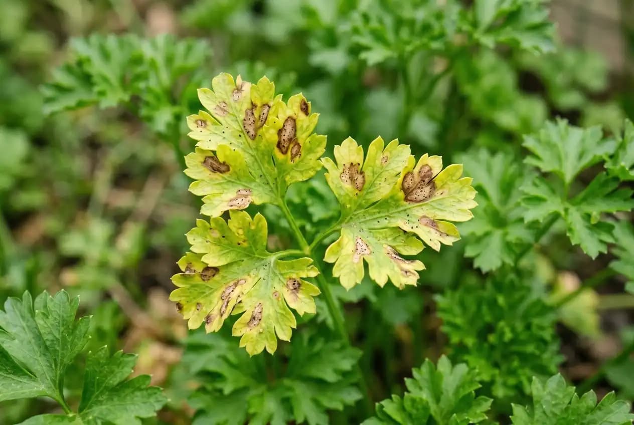 Petersilienblatt mit unregelmäßigen gelblichen bis braunen Septoria-Flecken und dunklen Rändern