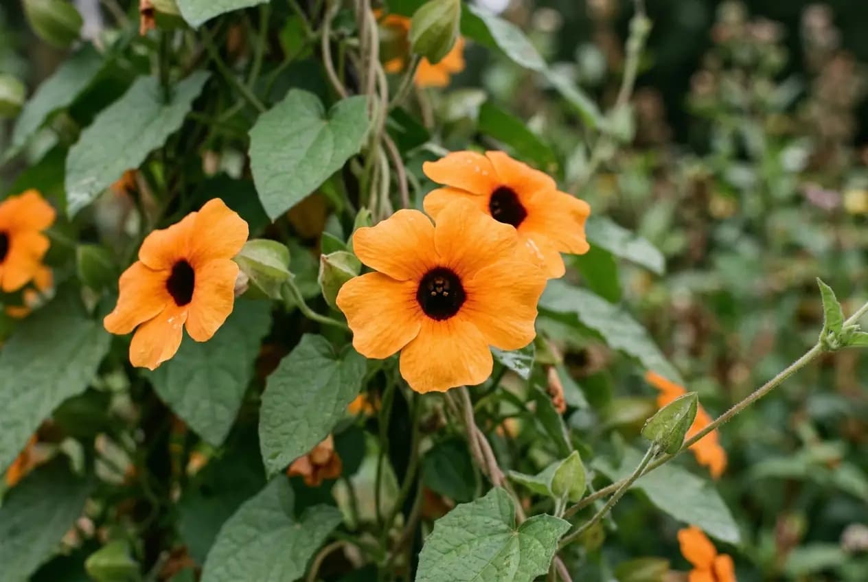 Makroaufnahme von mehreren Thunbergia alata Blüten in leuchtendem Orange mit dem typischen dunkelbraunen bis schwarzen Blütenzentrum, unscharfer grüner Hintergrund