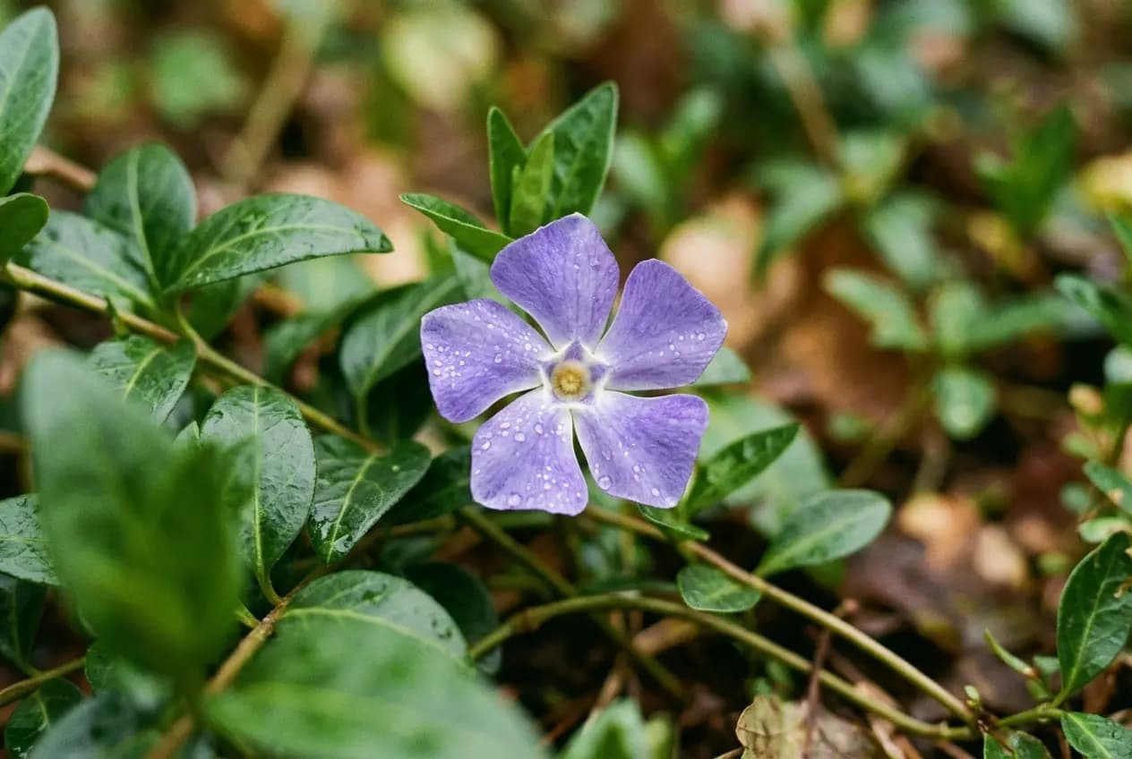 Dichter Teppich aus kleinem Immergrün mit blau-violetten Blüten unter Bäumen in einem Schattenbeet